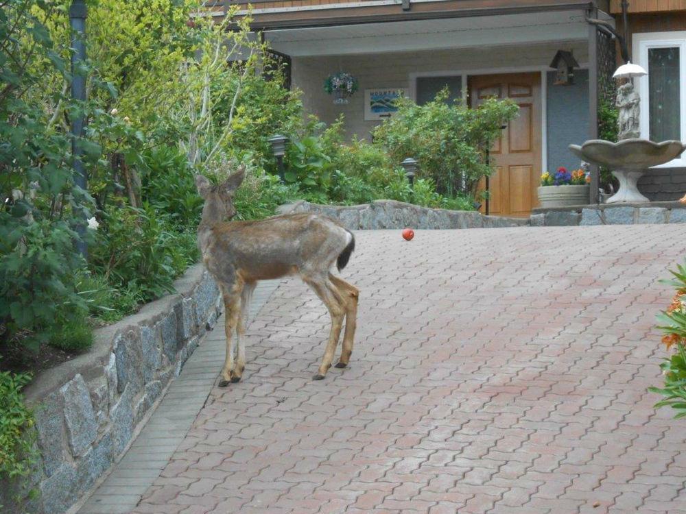 Mountain Bed & Breakfast North Vancouver Exterior foto